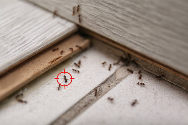 Pest Control for Restaurants in Kentwood, LA