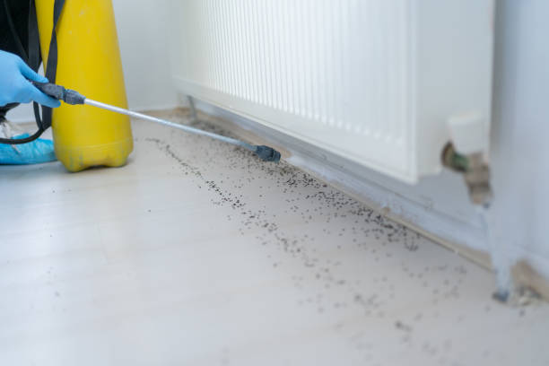Best Exterminator Services  in Kentwood, LA