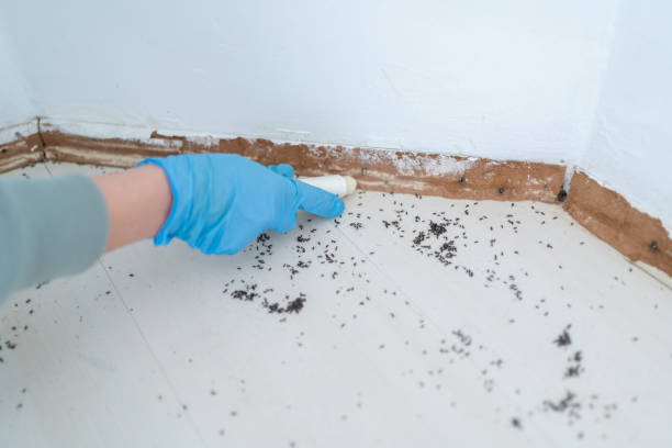 Best Pest Removal Services  in Kentwood, LA