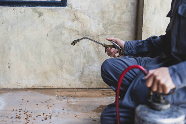 Best Mosquito Control Services  in Kentwood, LA